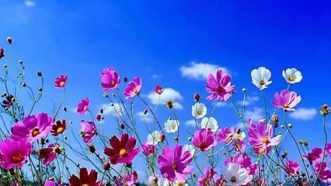 İlkbaharı Karşılama Pikniğimiz ve Çiçek Dikme Etkinliğimiz